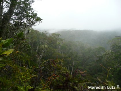 A frequent site in the rainforest - fog and clouds rolling over the mountains