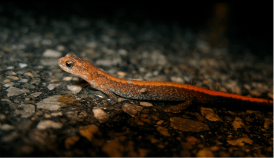 salamander