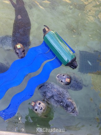 Harbor seal pups in rehab