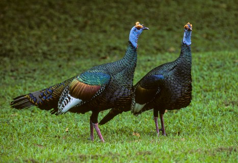 turkeys_image1
