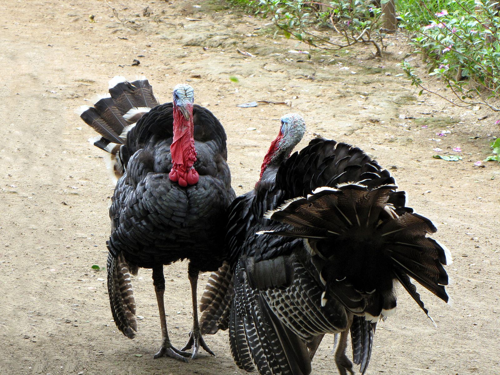 turkeys_image2