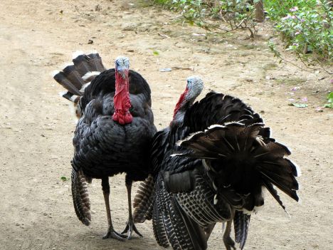 turkeys_image2