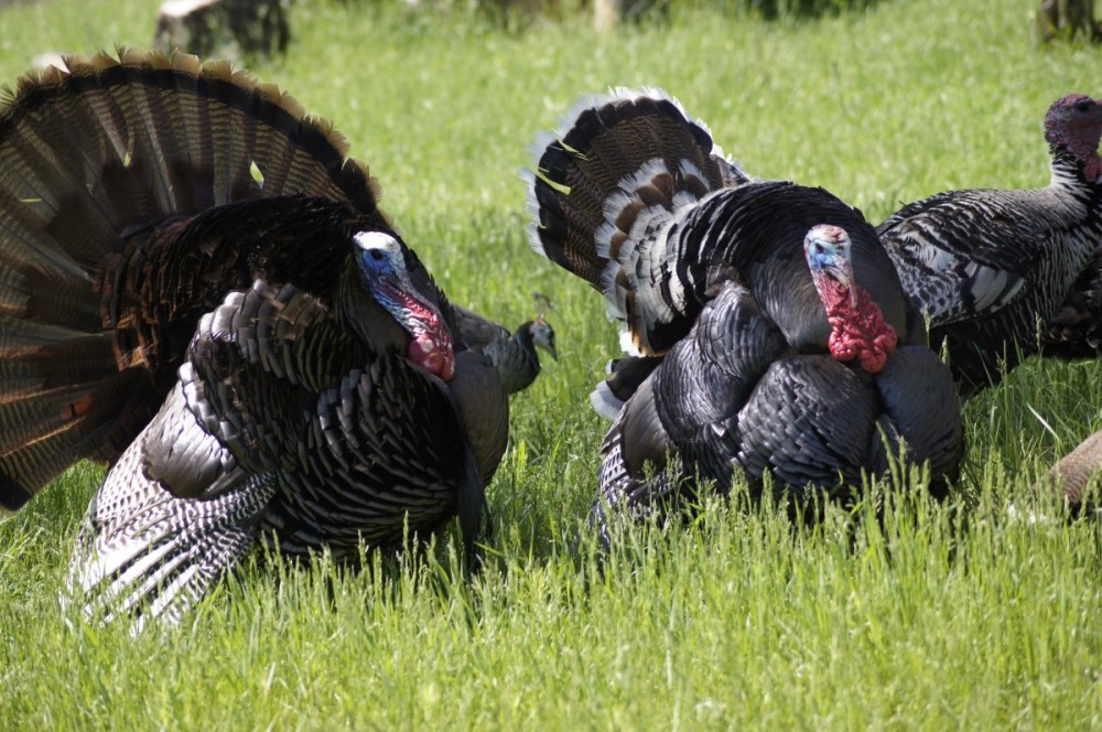 turkeys_malepair