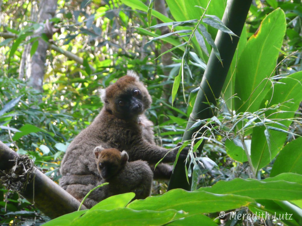 GreaterBambooLemur
