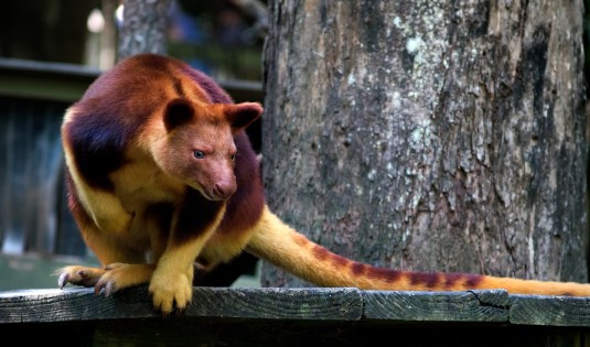 Tree Kangaroo