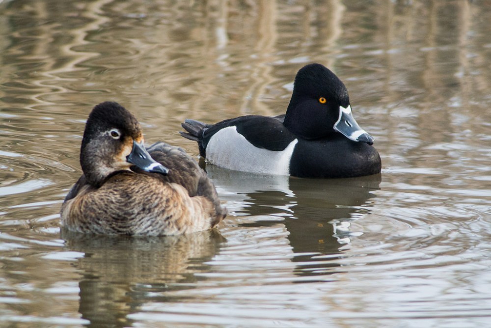 ring-necked duck
