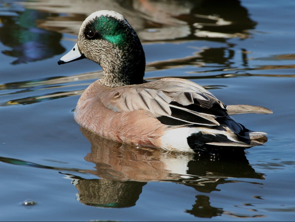 widgeon