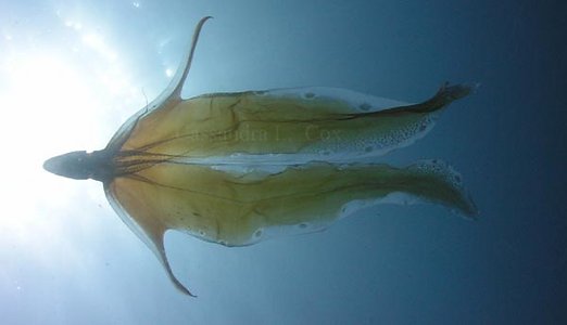 blanket_octopus1