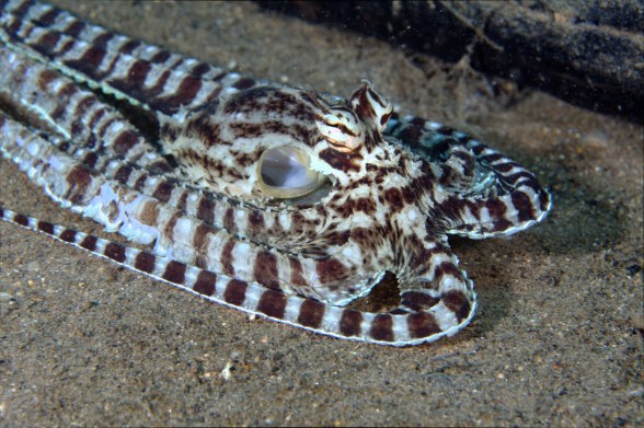 Mimicoctopus4.jpg