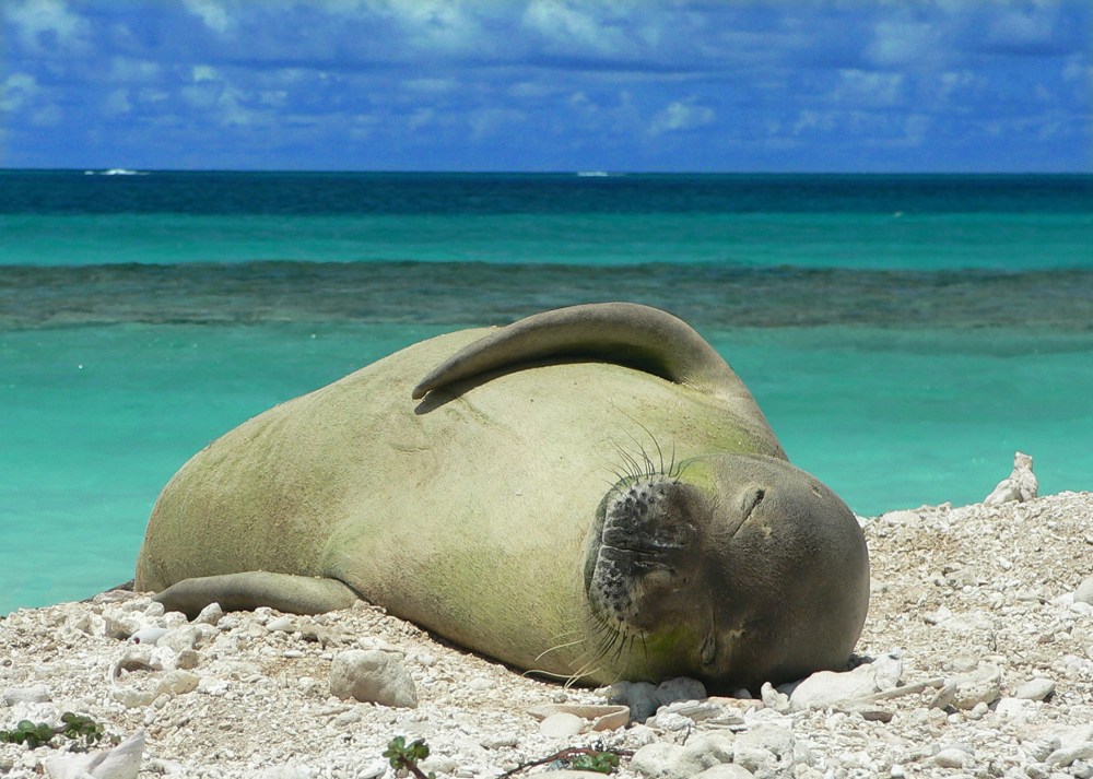 monkseal1