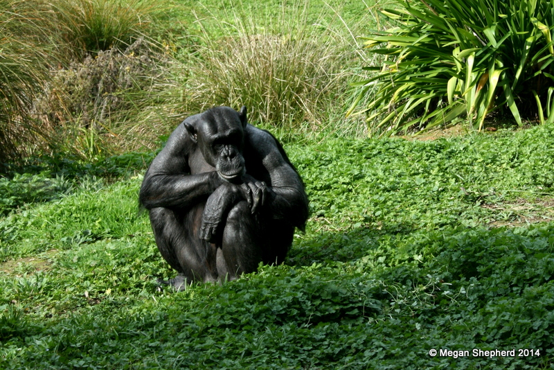 14185614157_f0f01e3f36_o