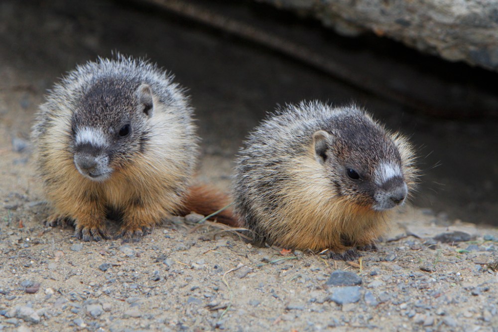 3297345563_4b44cb5baf_o