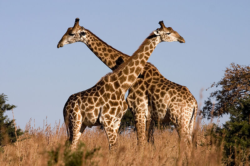 800px-Giraffe_Ithala_KZN_South_Africa_Luca_Galuzzi_2004
