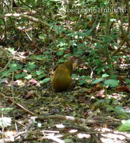 Agouti_watermark