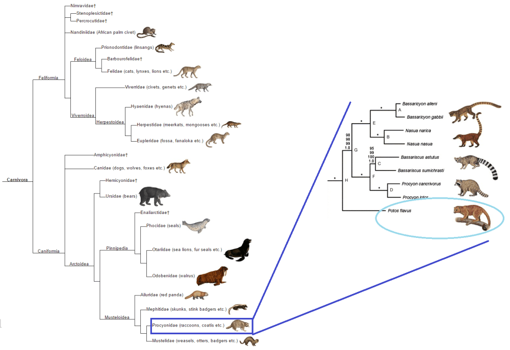 carnivora_phylogeny__expanded_procyonidae.png