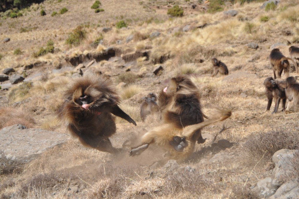 Devil Demon Fight (9)