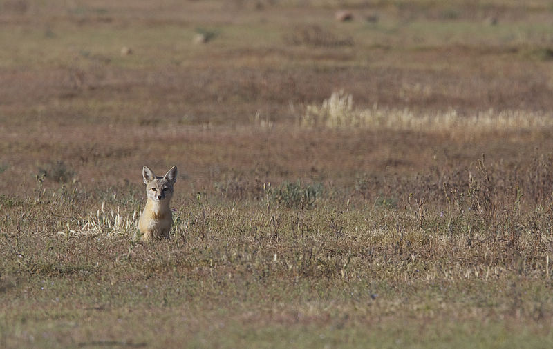 KitFoxPhoto1