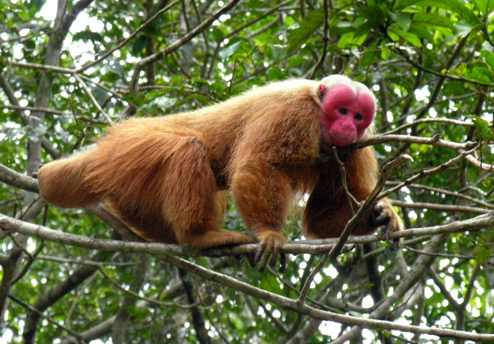 Male_uakari