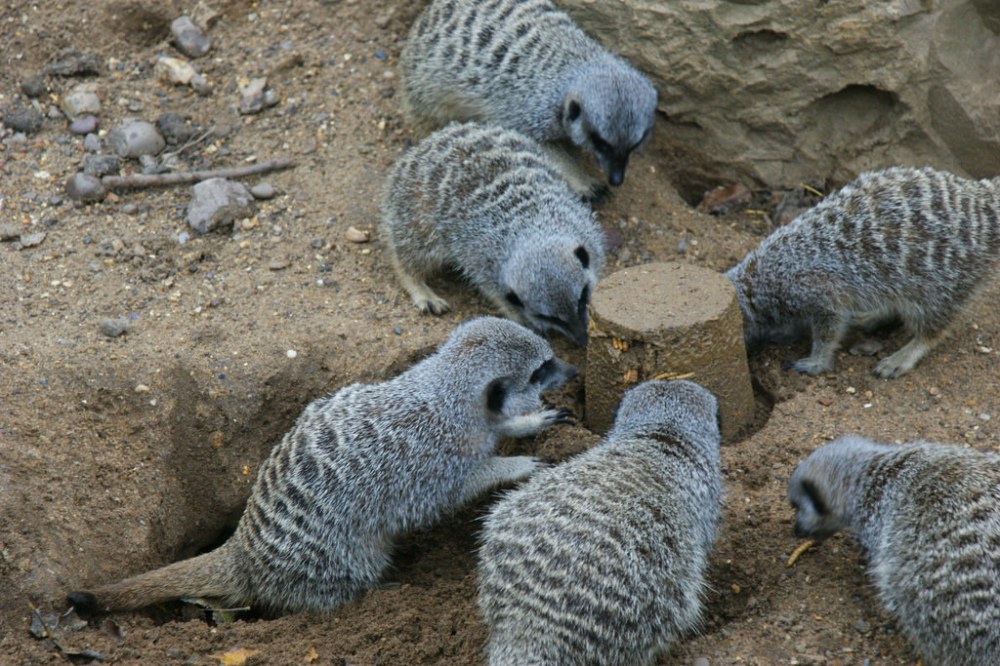 Meerkat  Enrichment