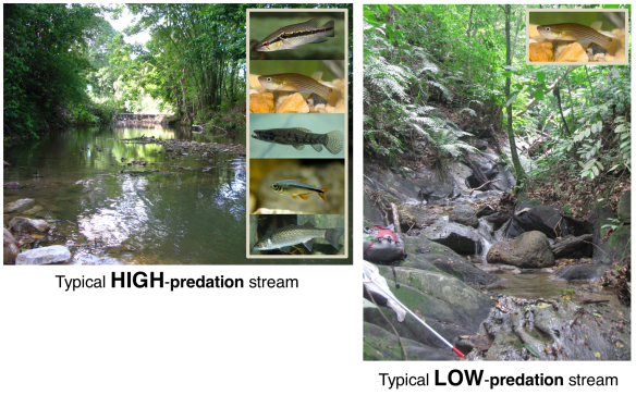 Screen Shot 2018-05-08 at 11.47.10 AM