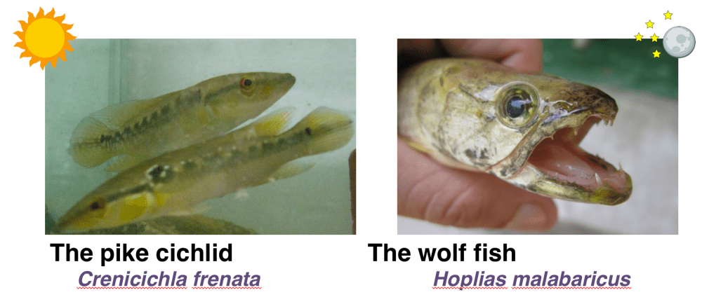 Screen Shot 2018-05-08 at 11.54.30 AM