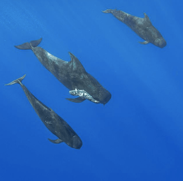 Screen Shot 2018-05-20 at 1.14.15 PM