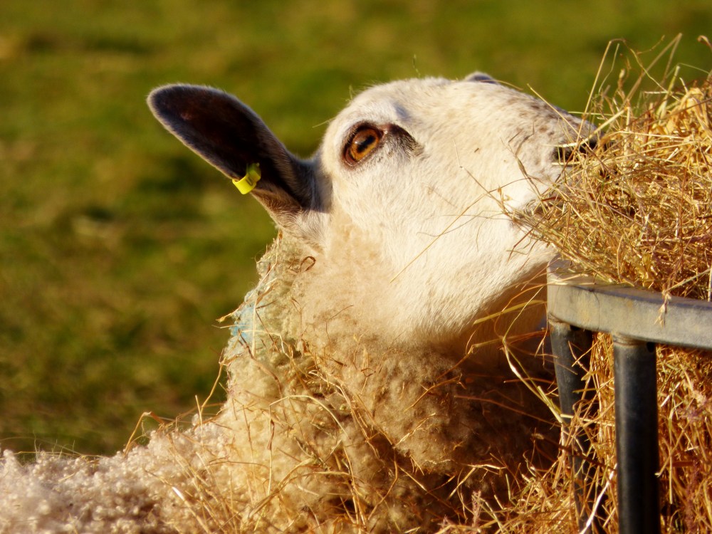 Sheep hay