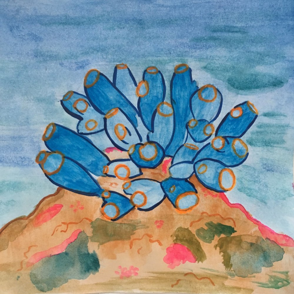 SS - KChudeau - Sea Squirts