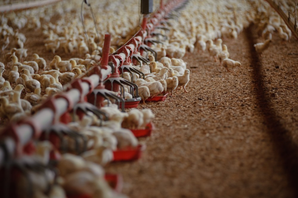 Baby_chickens_in_a_grower_broiler_house._(25112103855)