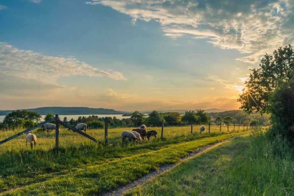 lake-constance-sheep-pasture-sheep-blue-158179