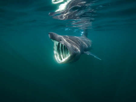 baskingshark
