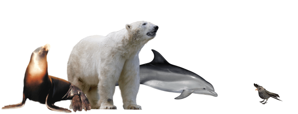 Screen Shot 2018-10-27 at 9.03.51 PM