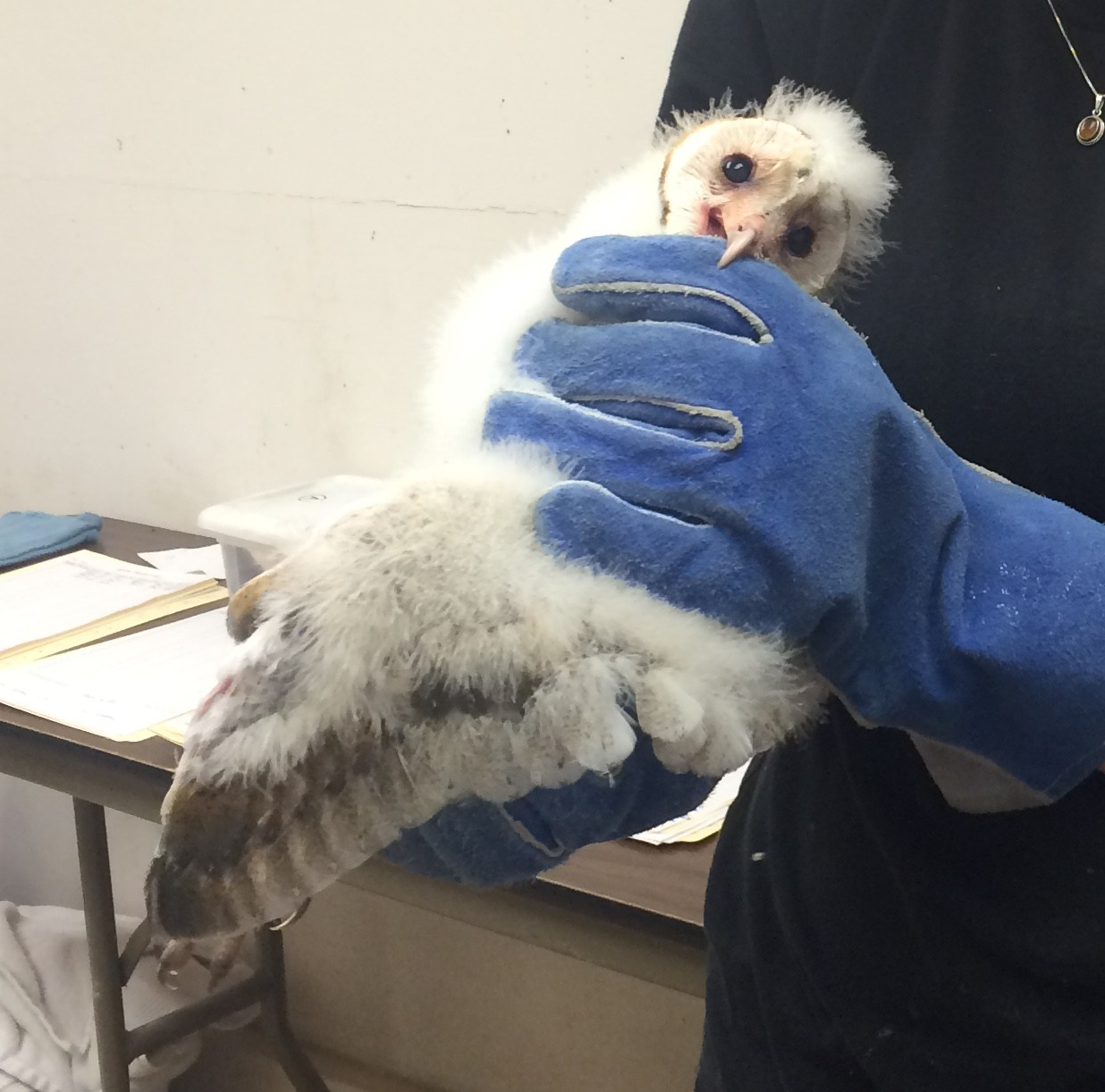 17751622699_e9829f15a9_o