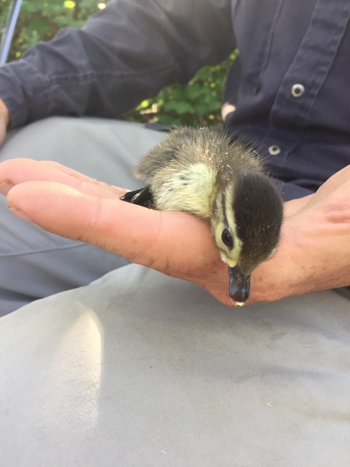 18198605_1254604017991040_3309492598756674627_n-1