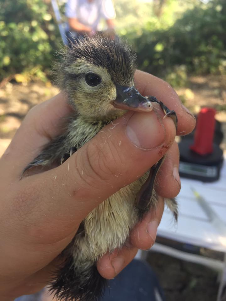 18268143_1254604001324375_7502754165798461683_n (1)