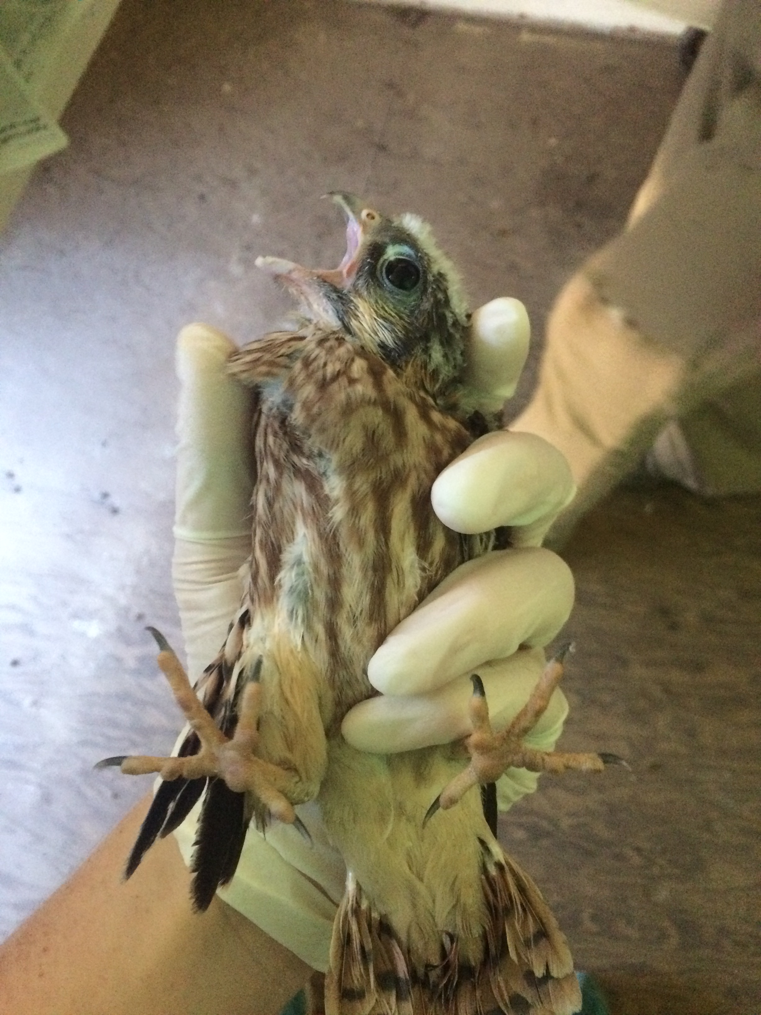 27611766415_7b9a72f9b5_o