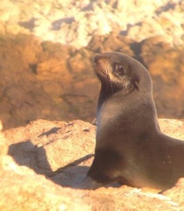 furSeal1