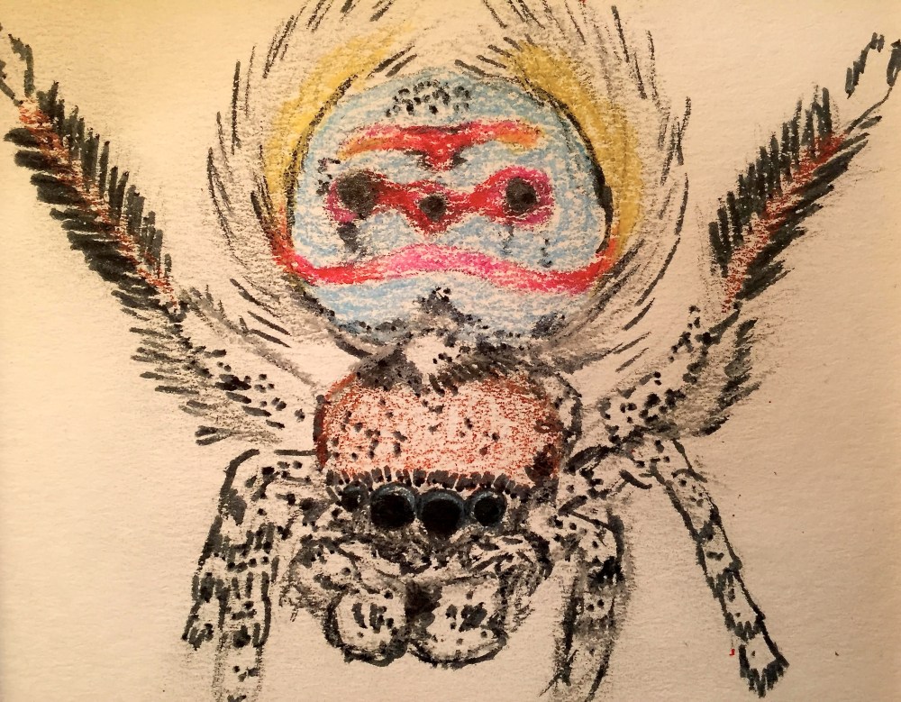 Jumping Spider