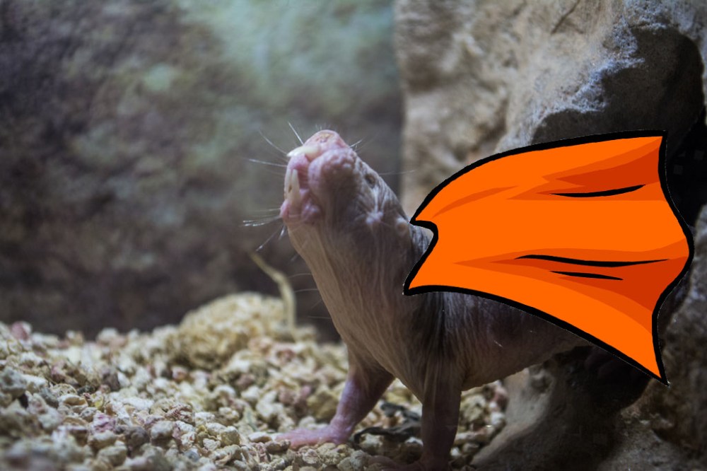 mole rat_cape