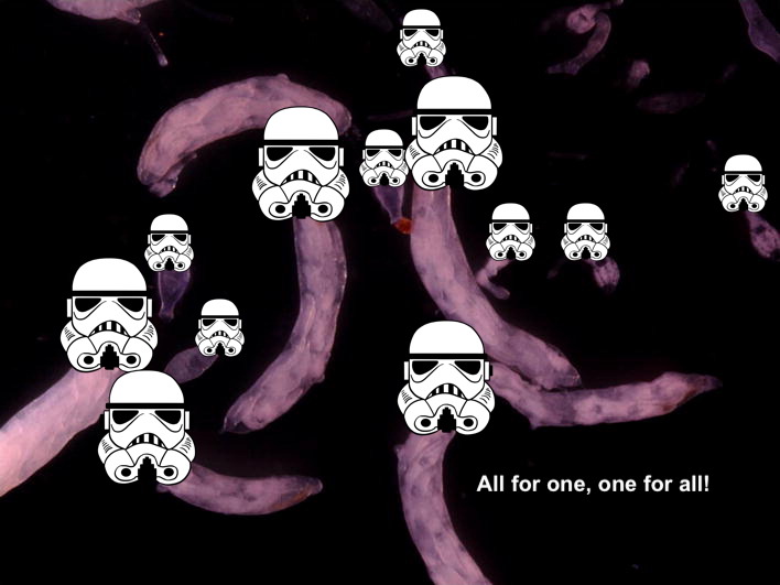 social_trema_main copy