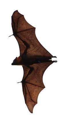 (c) Hasitha Tudugalle