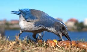 scrub_jay_seeds2