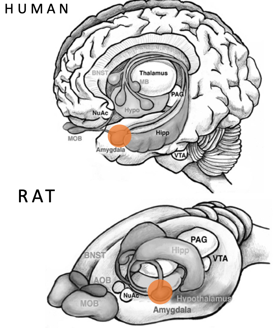 Screen Shot 2019-05-05 at 8.45.44 PM