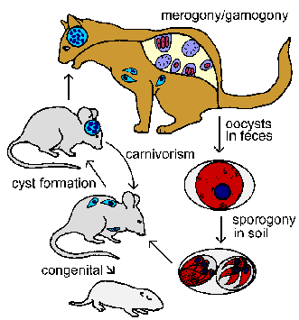 toxo_life_cycle_cats_only