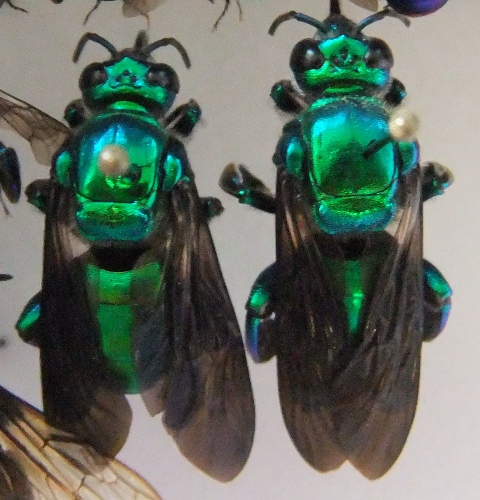 Creature Feature: Orchid Bee