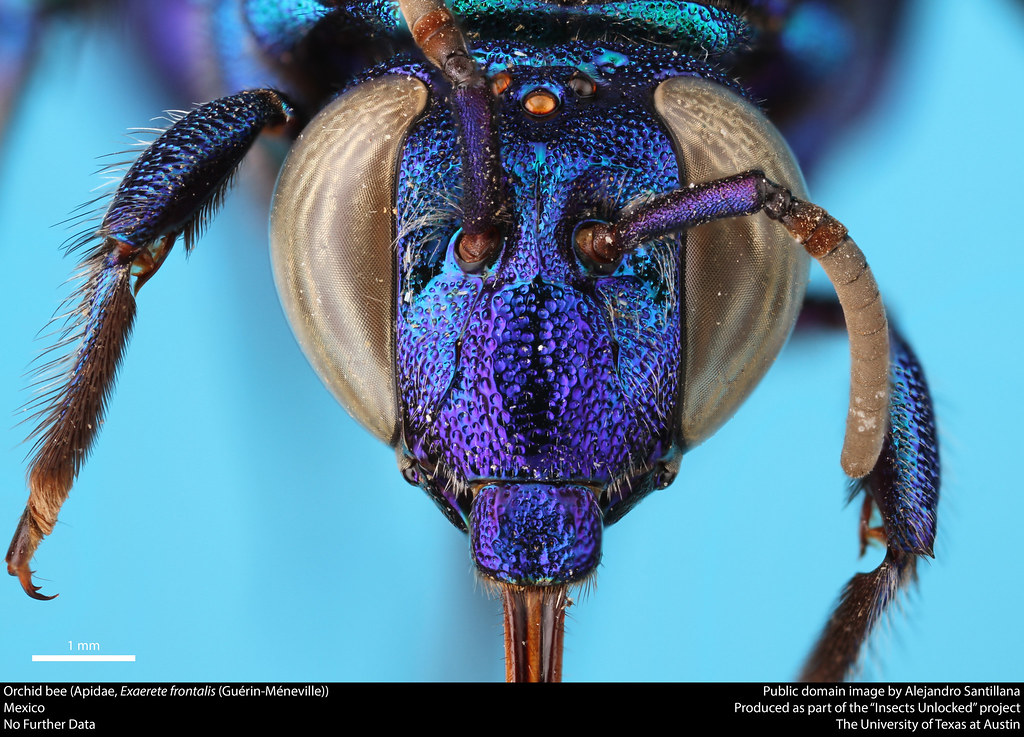 Creature Feature: Orchid Bee