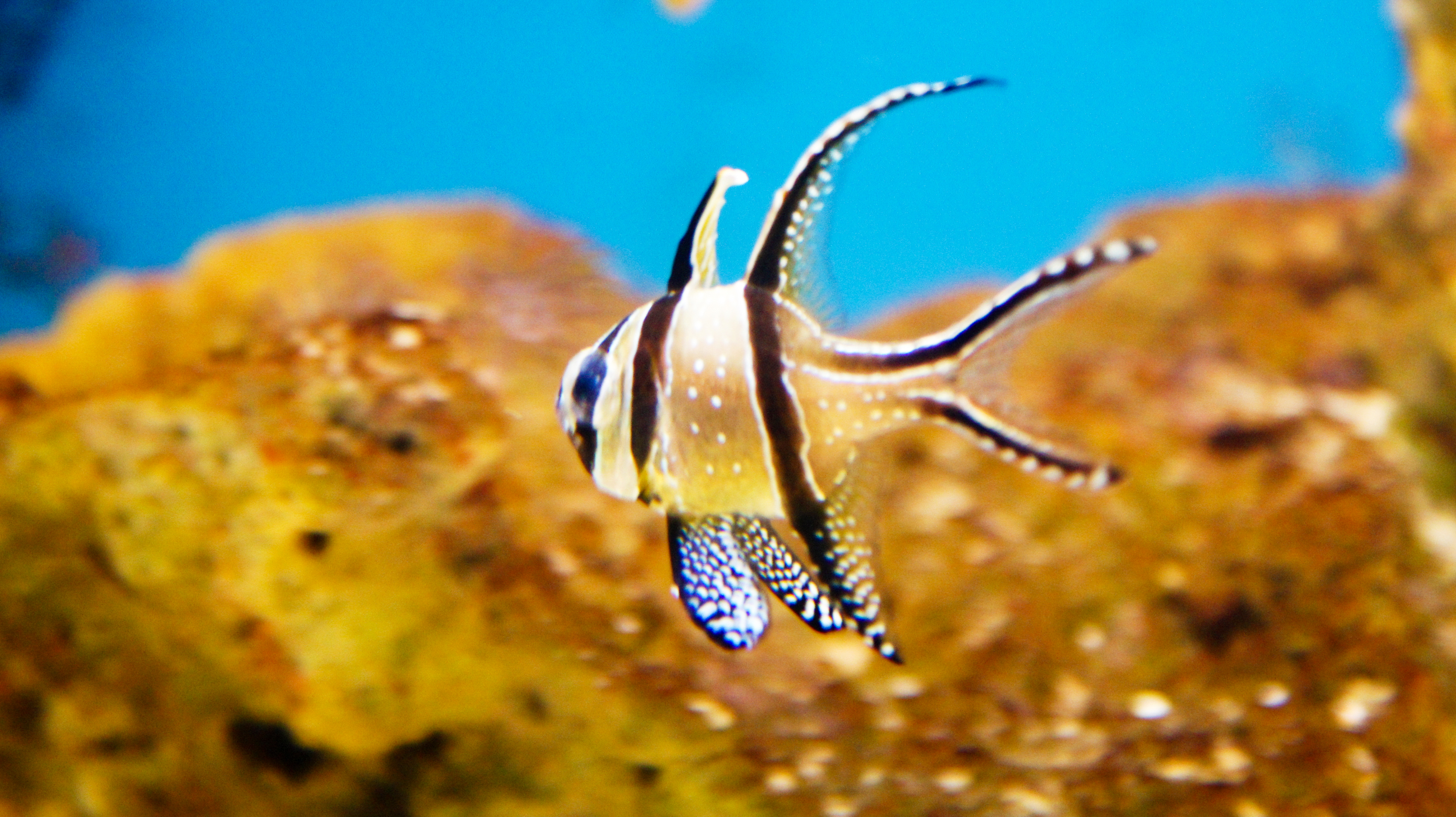 Creature Feature: Banggai cardinalfish