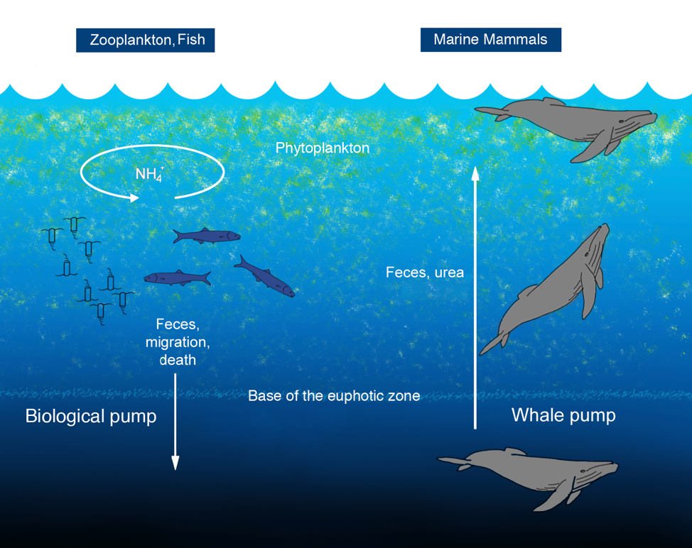 Newsroom: Animals poop – a critical ecological function!
