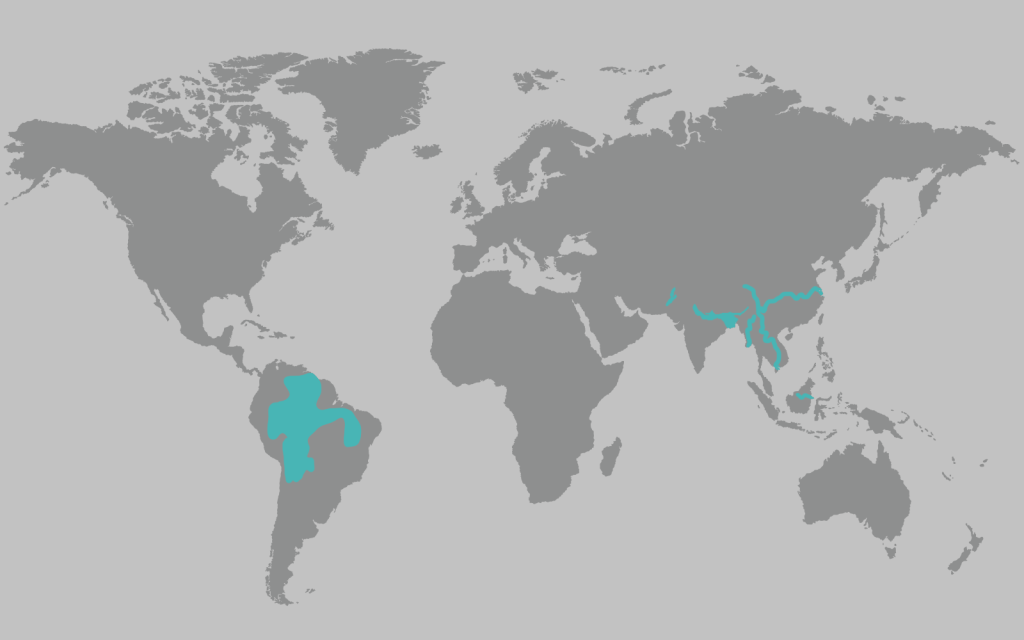 Map of the world in grey with the ranges of river dolphins highlighted in teal. River dolphins are found in the Amazon River basin in northern South America, and throughout river basins in China and northern India.