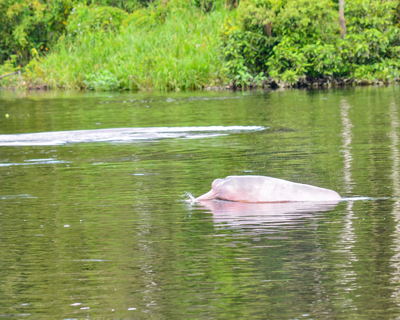 A pink Amazon River dolphin. The dolphin has a pointy nose, and is slightly grey on its back. It is swimming in a River, with green plants in the background on shore.